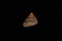 藏品(小草莓鐘螺)的圖片